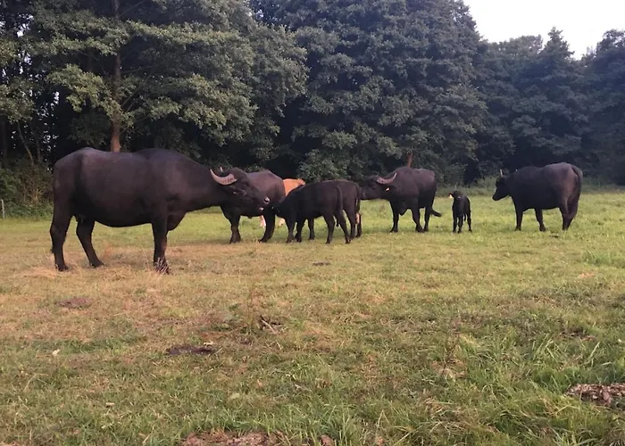 Dom wakacyjny Haus Holli *